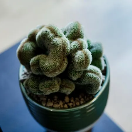 Ama 18 - The House Of Travelers- 科莫